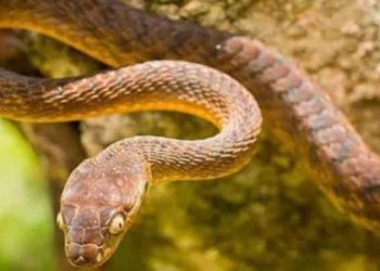 İstilacı türler araştırması: Ağaç yılanları ve boğa kurbağaları küresel ekonomiye 16,3 milyar dolar zarar verdi