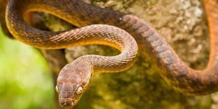 İstilacı türler araştırması: Ağaç yılanları ve boğa kurbağaları küresel ekonomiye 16,3 milyar dolar zarar verdi