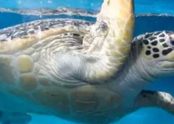 Japonya'da çok sayıda deniz kaplumbağası boyunlarından bıçaklanmış halde ölü bulundu