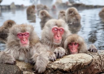 Japonya’da maymun saldırılarında 42 kişi yaralandı, polislere bayıltıcı silah dağıtıldı