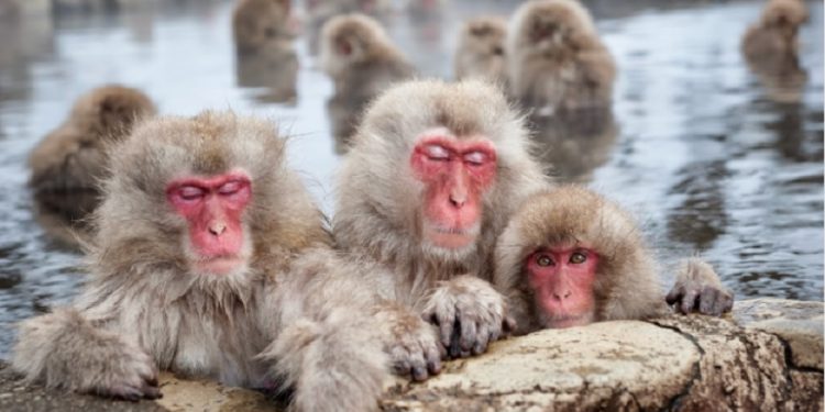 Japonya’da maymun saldırılarında 42 kişi yaralandı, polislere bayıltıcı silah dağıtıldı