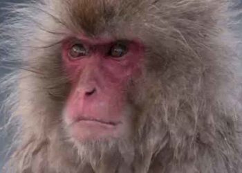 Japonya’da maymunlar 42 kişiyi yaraladı, polislere bayıltıcı tabanca dağıtıldı