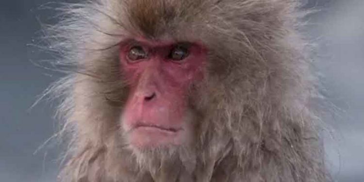 Japonya’da maymunlar 42 kişiyi yaraladı, polislere bayıltıcı tabanca dağıtıldı