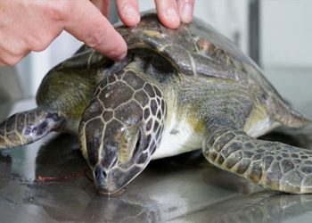Japonya'da onlarca deniz kaplumbağası boyunlarından bıçaklanarak öldürüldü
