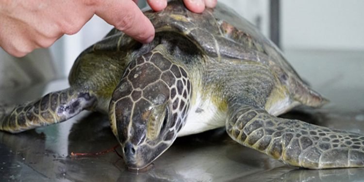 Japonya'da onlarca deniz kaplumbağası boyunlarından bıçaklanarak öldürüldü
