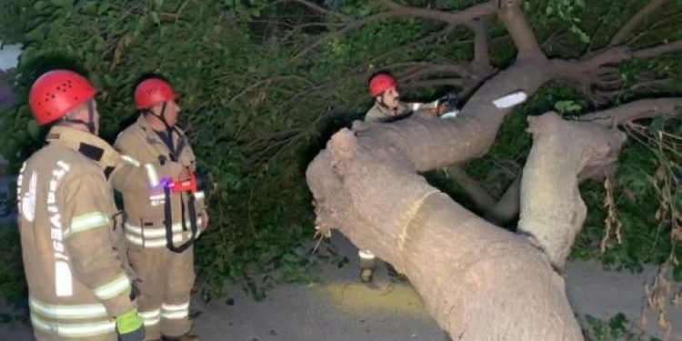 Kadıköy'de ağaç devrildi, yol kapandı