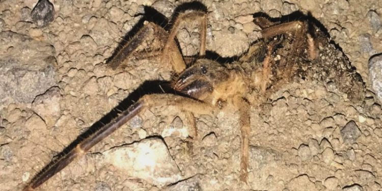 Kayseri'de 'Sarıkız' cinsi örümcek tedirginliği