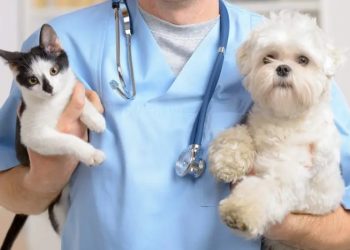 Kedi ve köpek sahiplerine aşı şoku: Yüzde 45