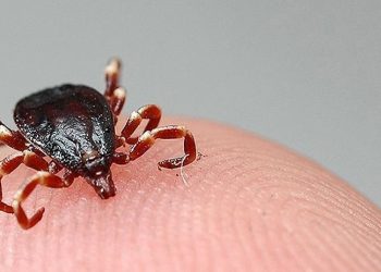 Kene ısırması bir can daha aldı