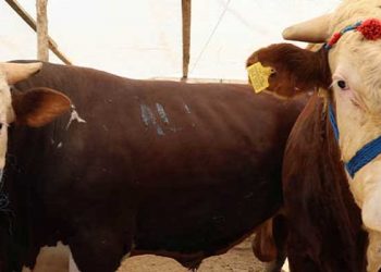 Kurban pazarları ulaşım giderine yenik düştü; 'geçen sene 7-8 bine gelen kamyon bu yıl 25 bin liraya geldi'