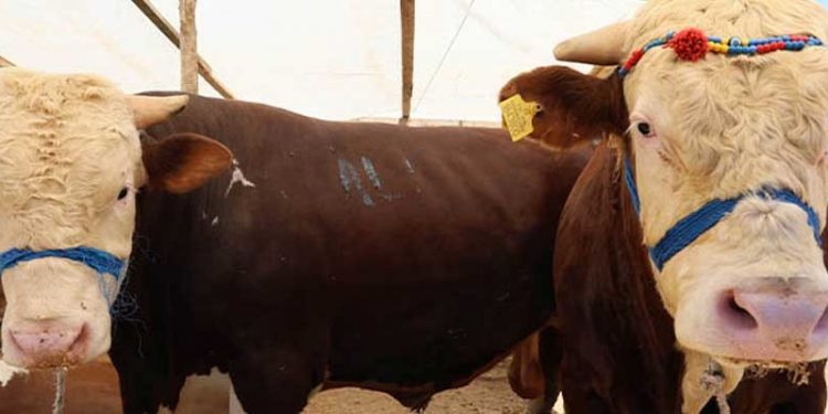 Kurban pazarları ulaşım giderine yenik düştü; 'geçen sene 7-8 bine gelen kamyon bu yıl 25 bin liraya geldi'