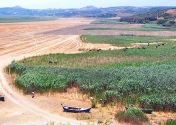 Kuruyan Marmara Gölü üzerinde 'arazi savaşları': 4 ayrı arazi kavgası