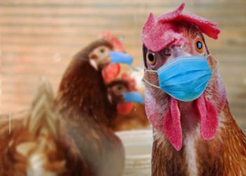 Kuş gribi hortladı: 3 binden fazla kuş ölü bulundu!