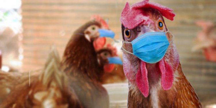 Kuş gribi hortladı: 3 binden fazla kuş ölü bulundu!