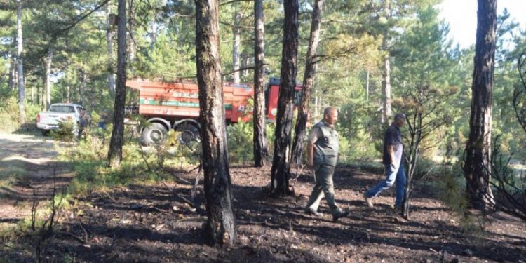 Kütahya'da orman yangını