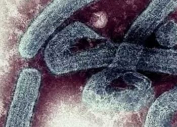 Marburg virüsü: Gana'da 2 kişi hayatını kaybetti, temaslı 98 kişi karantinaya alındı