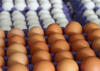 Nevşehirli yumurta üreticisi Ahmet Ünal: Yüzde 100'ün üzerinde zarar ediyoruz