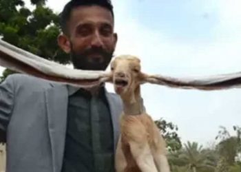 Pakistan'da uzun kulaklı keçi sosyal medya yıldızı oldu