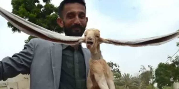 Pakistan'da uzun kulaklı keçi sosyal medya yıldızı oldu