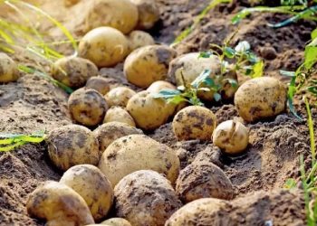 Patatese yeni zam kapıda