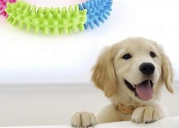 Petshoplar, Kasaplar Odası'na bağlandı: 'Bizim alanımız hayvanlar olduğu için...'