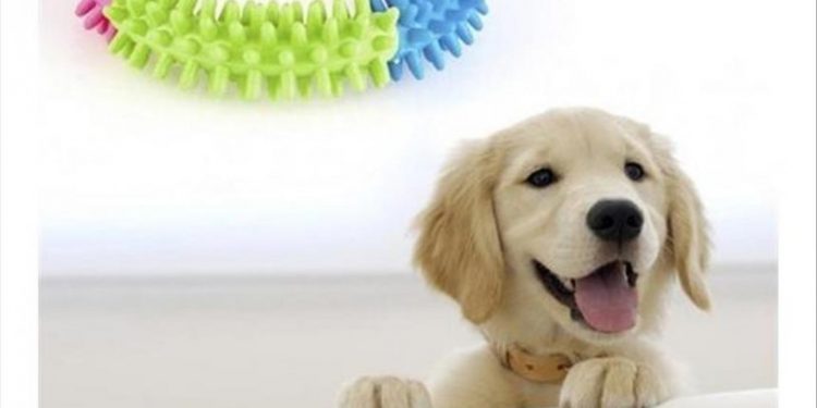 Petshoplar, Kasaplar Odası'na bağlandı: 'Bizim alanımız hayvanlar olduğu için...'