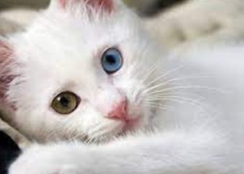 Polonya'da evcil kedilerin 'istilacı yabancı tür' kategorisine koyulması tepki çekti