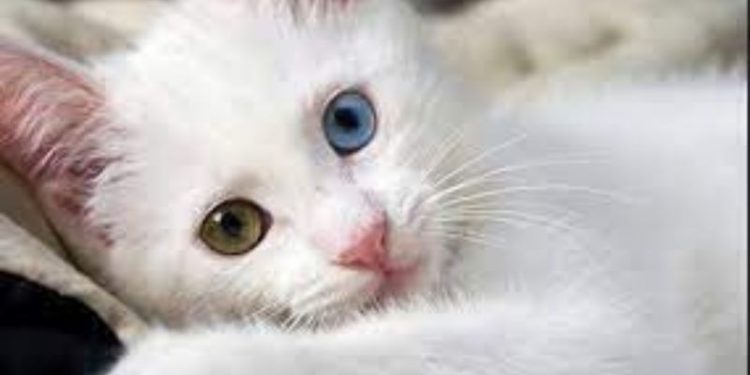 Polonya'da evcil kedilerin 'istilacı yabancı tür' kategorisine koyulması tepki çekti