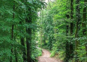 Rize'de ormanlara giriş ve ateşli piknik yasaklandı