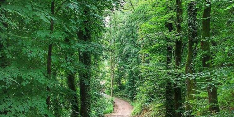 Rize'de ormanlara giriş ve ateşli piknik yasaklandı