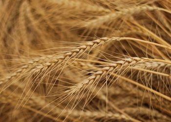 Rusya: İstanbul'da Moskova'nın önerileri büyük oranda desteklendi; Ukrayna'daki tahılın sevkiyatı konusunda anlaşma yakında tamamlanacak