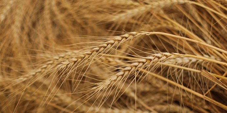 Rusya: İstanbul'da Moskova'nın önerileri büyük oranda desteklendi; Ukrayna'daki tahılın sevkiyatı konusunda anlaşma yakında tamamlanacak