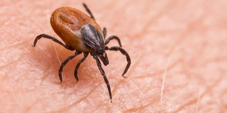 Samsun'da kenenin ısırdığı kadın öldü