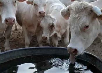 'Sıcak hava enflasyonu': Aşırı sıcaklar gıda fiyatlarında sürekli bir artışa neden olur mu?