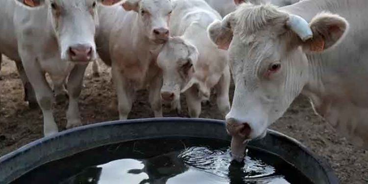 'Sıcak hava enflasyonu': Aşırı sıcaklar gıda fiyatlarında sürekli bir artışa neden olur mu?