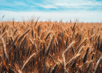 Tahıl koridoru için görüşmeler yarın İstanbul'da yapılacak