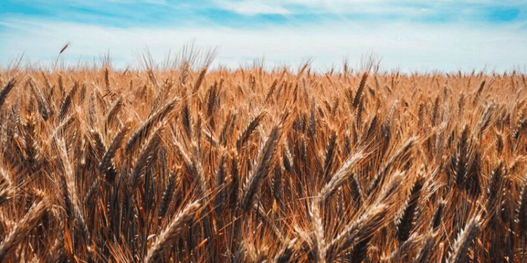 Tahıl koridoru için görüşmeler yarın İstanbul'da yapılacak