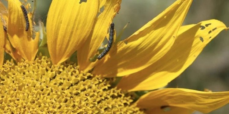 Trakya’daki ‘çayır tırtılı’ istilası hem üreticiyi hem tüketiciyi etkileyecek