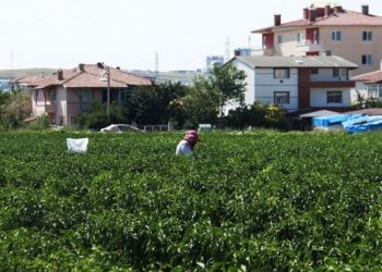 Yükselen binalar arasında tarım yapıyorlar: Şuan zararın dibindeyiz