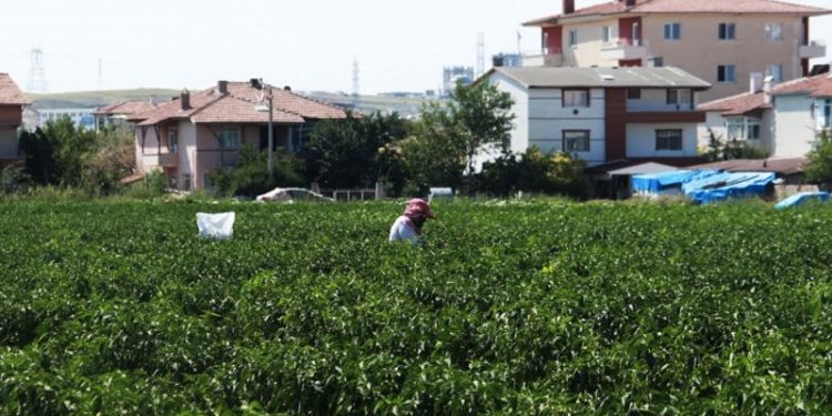 Yükselen binalar arasında tarım yapıyorlar: Şuan zararın dibindeyiz