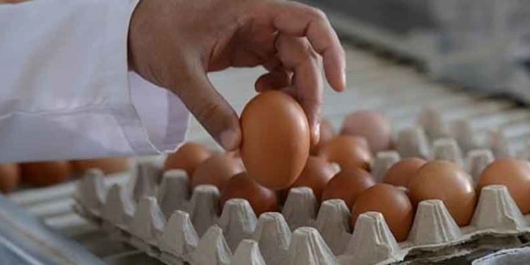 Yumurtaya bir yılda yüzde 210 zam geldi