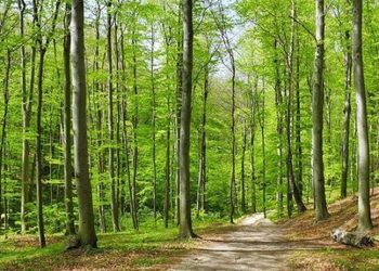 İstanbul'da orman girişleri 31 Temmuz'a kadar yasaklandı