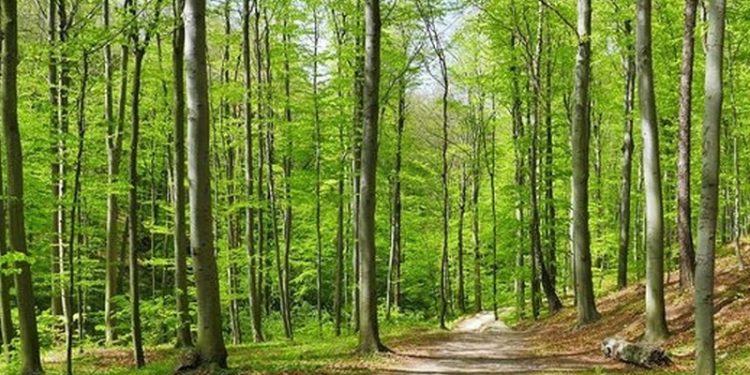 İstanbul'da orman girişleri 31 Temmuz'a kadar yasaklandı
