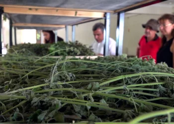  200 Çeşit Bitki Güneydoğu’da Yetişebilecek