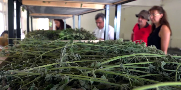  200 Çeşit Bitki Güneydoğu’da Yetişebilecek