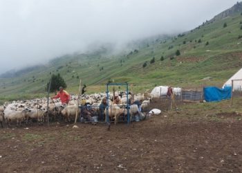 Şavaklar için Hayvan Hastanesi kurulacak