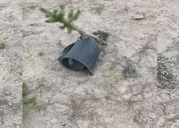 Digor Katliamı anısına ekilen ağaçlar söküldü