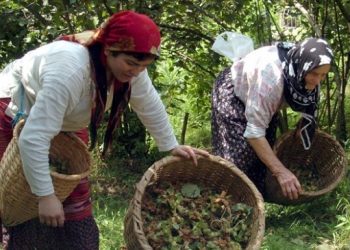 Fındık üreticilerinden eylem çağrısı