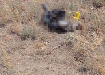 Ceylanpınar’da karakola yakın mesafede erkek cesedi bulundu