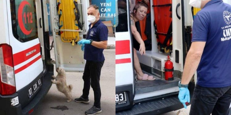 Ambulansta müdahale edildi, köpeği bir an olsun bile yanından ayrılmadı